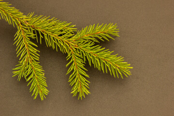 Christmas fir tree branches Background. Christmas pine tree wallpaper. Banner. Flat lay, top view.