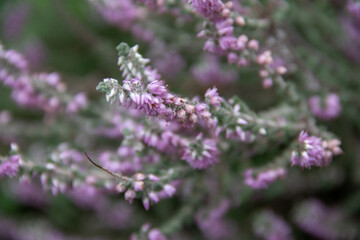 close up of lavender flowers