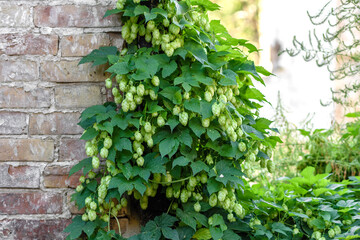 Green fresh hop cones for making beer and bread closeup