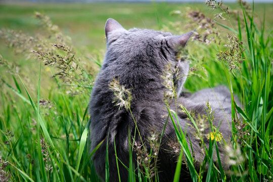 Thoughtfulness In The Field. Very Meditative State.