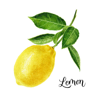 Lemon fruit with branch watercolor illustration isolated on white background
