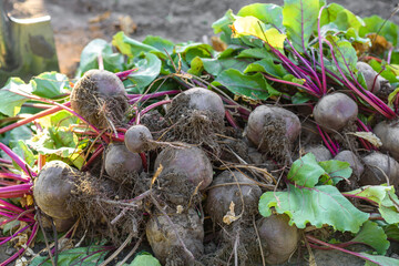 Fresh harvested beets on the ground in the garden on the planting bed