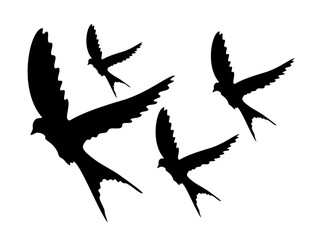 Swallows flying in groups