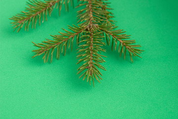 Christmas tree branches. The concept of the new year, christmas, nature. Banner. Flat lay, top view