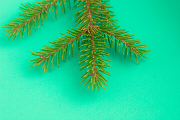 Fototapeta na wymiar Christmas tree branches. The concept of the new year, christmas, nature. Banner. Flat lay, top view