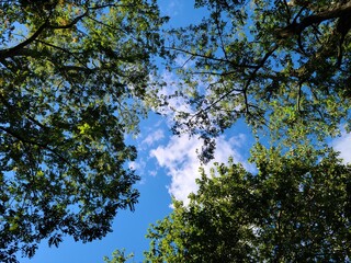 trees and sky, landscape 