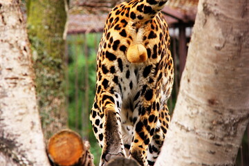 The back of the leopard. View under the tail. African leopard
