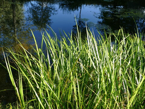 Schilf am See