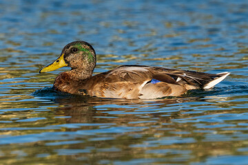 Mallard Anas platyrhynchos Costa Ballena Cadiz