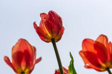 Red tulips bottom view on a background of clear sky