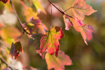 red autumn leaves in the sun