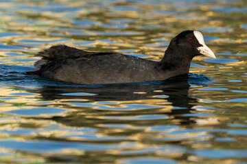 Eurasian Coot Fulica atra Red Eye Costa Ballena Cadiz