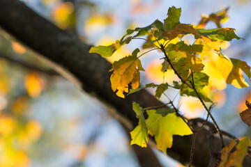 yellow fall leaves in the sun