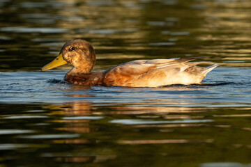 Mallard Anas platyrhynchos Costa Ballena Cadiz