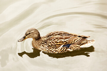 Beautiful duck in the water. The bird swims
