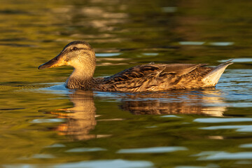 Mallard Anas platyrhynchos Costa Ballena Cadiz