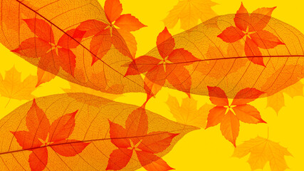 Naklejka na ściany i meble Abstract texture with autumn yellow leaves. Background
