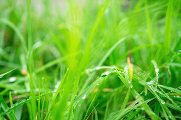Green blurred grass background with dew