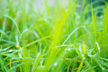 Fototapeta na wymiar Green blurred grass background with dew