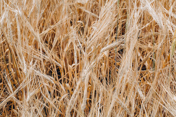 Wheat field. Ears of golden wheat close up. Beautiful Nature Landscape. Background of ripening ears of meadow wheat field. Rich harvest