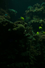 tropical fish in an aquarium