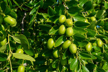 Close up view of green ripe olives growing on on tree