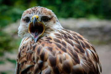 close up portrait of a red-tailed hawk with its beak wide open