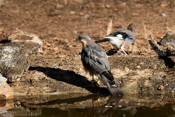   gavilán común macho bebiendo y bañándose en el estanque  del bosque (Accipiter nisus) Ojén Andalucía España 