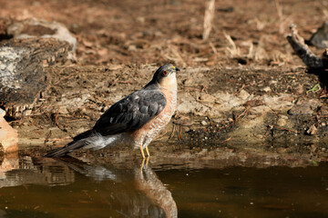   gavilán común macho bebiendo y bañándose en el estanque  del bosque (Accipiter nisus) Ojén Andalucía España 