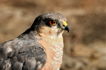 Retrato del gavilán común macho en el bosque (Accipiter nisus) Ojén Andalucía España 