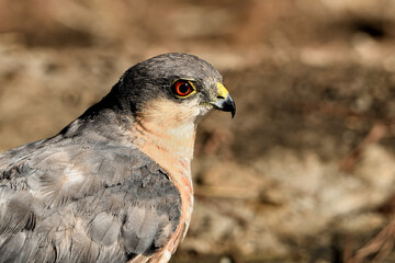  Retrato del gavilán común macho en el bosque (Accipiter nisus) Ojén Andalucía España 