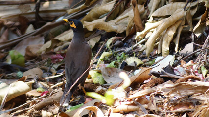 Myna is searching for food