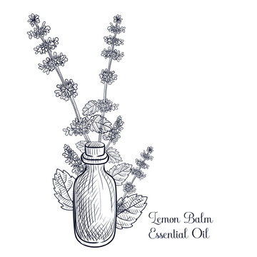 vector drawing lemon balm essential oil