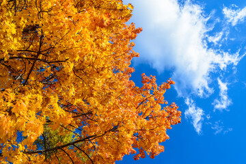 Autumn tree with yellow leaves against the blue sky
