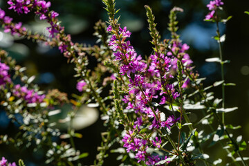 Lythrum salicaria or purple loosestrife red on shore of garden pond. Blurred background. Selective focus. Landscaped garden. Floral landscape. North Caucasus nature concept for design.