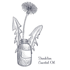 vector drawing dandelion essential oil © cat_arch_angel