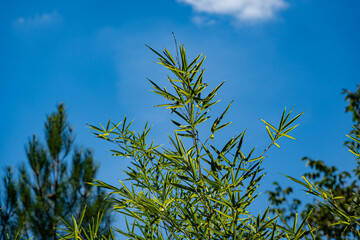 Bamboo Phyllostachys aureosulcata. Branches with green leaves of bamboo against blue sky. Blurred background of evergreen and deciduous plants. Selective focus. Exotic plant in landscaped garden.