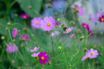 
Flowers called kosmeya on a natural blurred background