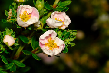 Flowers pink cinquefoil in the summer sunlight in the garden.