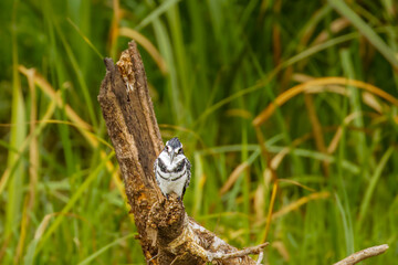 A male Pied Kingfisher (Ceryle rudis) sitting on a branch, Queen Elizabeth National Park, Uganda.	