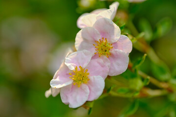 Flowers pink cinquefoil in the summer sunlight in the garden.