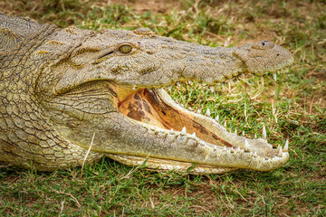 Obraz premium Close up Nile Crocodile ( Crocodylus niloticus) at the Kazinga Channel, Queen Elizabeth National Park, Uganda. 