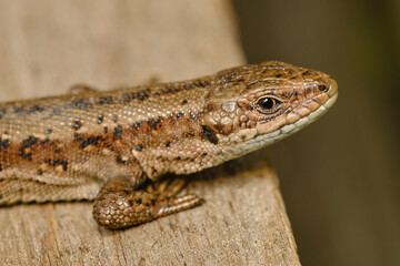 Lizard's head. Macro photography. Close-up.