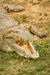 Close up Nile Crocodile ( Crocodylus niloticus) at the Kazinga Channel, Queen Elizabeth National Park, Uganda.