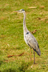 Fototapeta premium Grey Heron (Ardea cinerea) searching for food, Queen Elizabeth National Park, Uganda. 