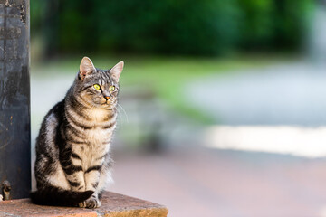 Stray tabby cute one single cat with green eyes sitting on brick fence in Perugia, Umbria Italy park garden looking