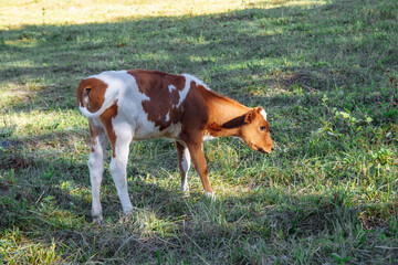 Naklejka na ściany i meble Brown and white calf in an autumn field with grass, farming concept, business, meat
