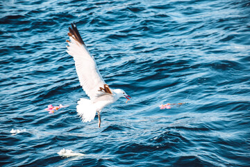 White seagull picking flowers from the sea