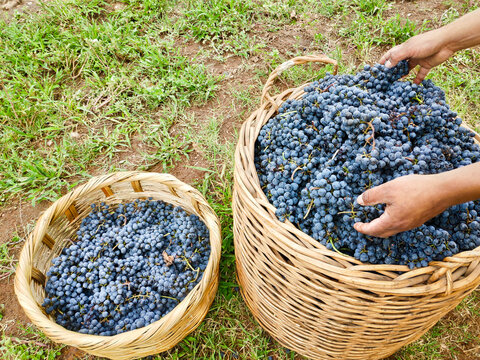 Las manos de un granjero llenando un par de cestas de mimbre con uvas Syrah tras la vendimia