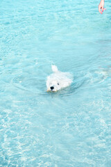 White dog swimming in crystal clear turquoise water